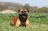 BULLMASTIFF 355